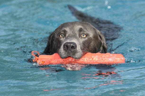 Hundeschwimmen; Hund, Aquarena