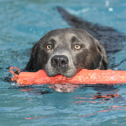 Hundeschwimmen; Hund, Aquarena